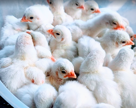 Pintainhos de angola