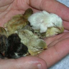 Hidratação e Nutrição: Garantindo um Início Saudável para suas Codorna